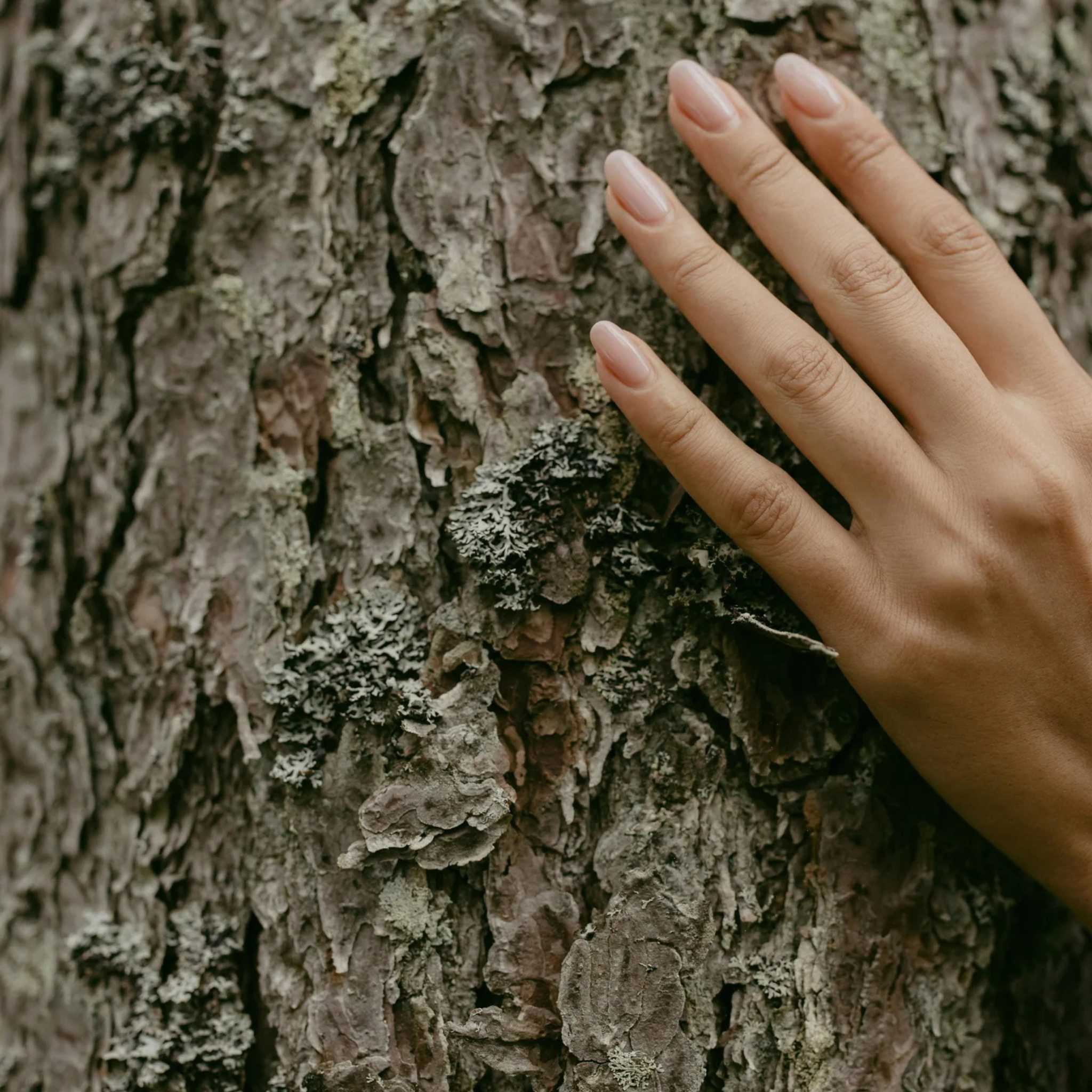 Close-up of a person’s hand gently touching the textured bark of a tree, symbolizing Aldoro’s connection to nature and sustainable values.