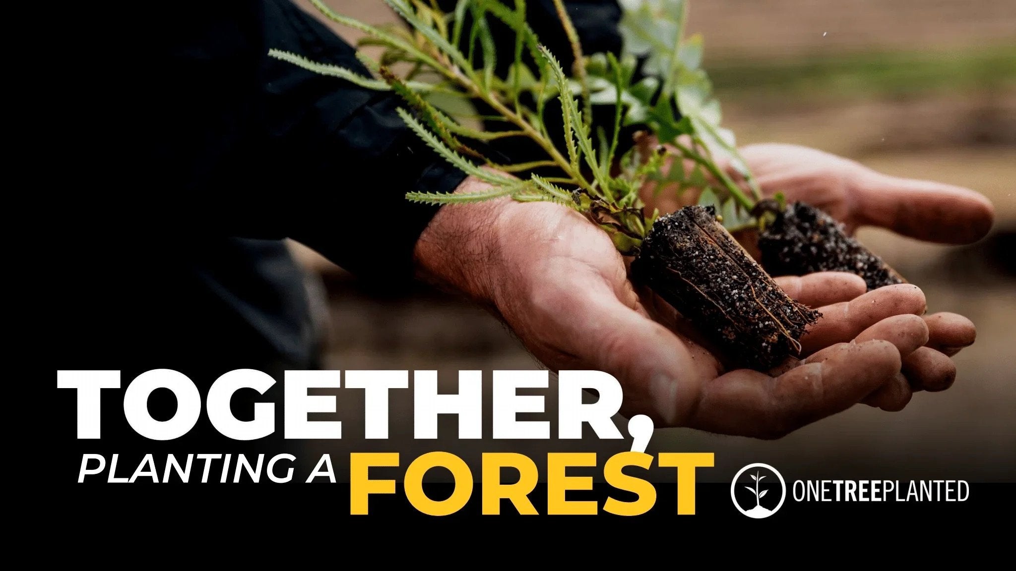 Close-up of hands holding small tree saplings ready for planting, symbolizing Aldoro Watches’ partnership with One Tree Planted and commitment to global reforestation.